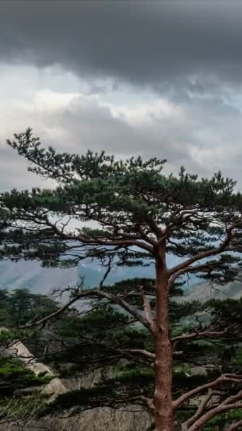 Timelapse Pine Tree Cliff Cloudy Stormy Weather Seoraksan National Park — Stock Video