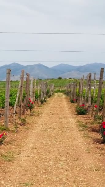 Wandern Weinberg Zwischen Den Traubenreihen Schwebestativ Kamerafahrt Insel Kreta Griechenland — Stockvideo