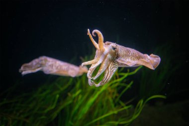 The Common (European) Cuttlefish (Sepia officinalis) underwater in sea - cephalopod, related to squid and octopus clipart