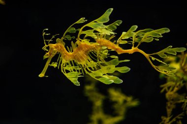 Yapraklı Seadragon Phycodurus denklemleri veya Glauert 'in deniz aygırı su altında deniz balığı