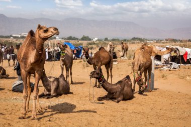 Pushkar Mela 'da (Pushkar Camel Fair) develer. Pushkar, Rajasthan, Hindistan