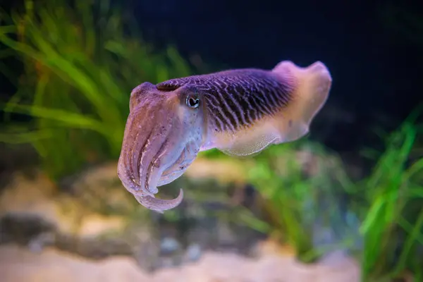 Gewone Europese Inktvis Sepia Officinalis Onderwater Zee Koppotigen Gerelateerd Aan Stockfoto