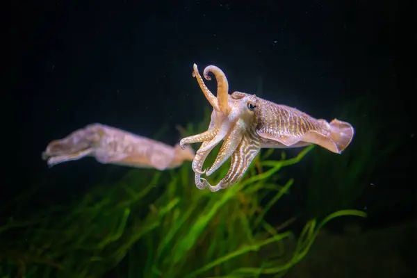 Gewone Europese Inktvis Sepia Officinalis Onderwater Zee Koppotigen Gerelateerd Aan Stockfoto