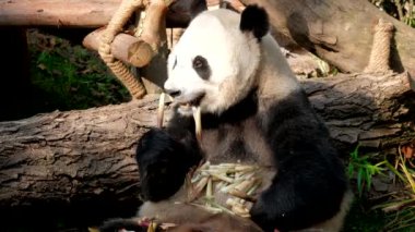 Çin turistik cazibesi - dev panda bambu yiyor. Chengdu, Sichuan, Çin