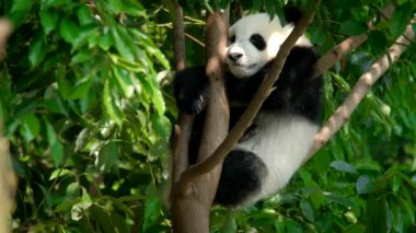 Ağaçtaki dev panda yavrusu. Chengdu, Sichuan, Çin