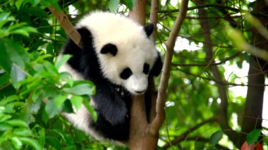 Ağaçtaki dev panda yavrusu. Chengdu, Sichuan, Çin