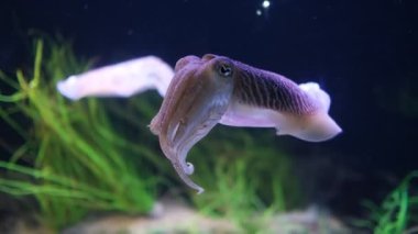 Denizdeki yaygın (Avrupa) mürekkep balığı (Sepia officinalis) - mürekkep balığı ve ahtapotla ilgili sefalopod (sefalopod)