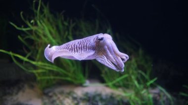Denizdeki yaygın (Avrupa) mürekkep balığı (Sepia officinalis) - mürekkep balığı ve ahtapotla ilgili sefalopod (sefalopod)