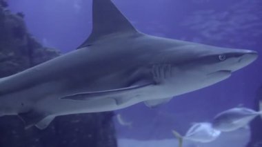Kum köpekbalığı Carcharhinus su altında yüzüyor.