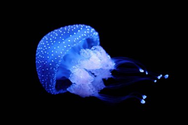 Tropical Jellyfish Phyllorhiza punctata white-spotted jellyfish aka floating bell, Australian spotted jellyfish underwater clipart