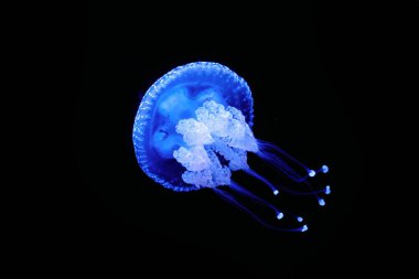 Tropical Jellyfish Phyllorhiza punctata white-spotted jellyfish aka floating bell, Australian spotted jellyfish underwater clipart