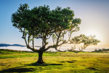Günbatımında muhteşem büyülü Fanal Laurisilva ormanında yüzyıllar öncesinden kalma ağaçlar. Madeira Adası, Portekiz