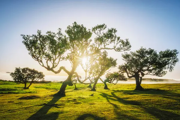 stock image Centuries-old til trees in fantastic magical idyllic Fanal Laurisilva forest on sunset. Madeira island, Portugal