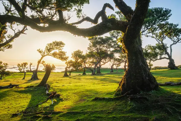 stock image Centuries-old til trees in fantastic magical idyllic Fanal Laurisilva forest on sunset. Madeira island, Portugal