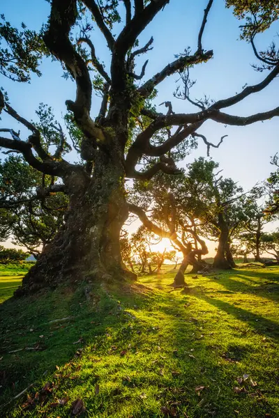 stock image Centuries-old til trees in fantastic magical idyllic Fanal Laurisilva forest on sunset. Madeira island, Portugal