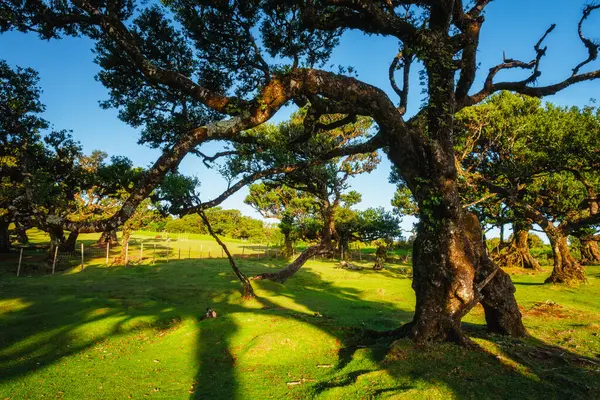 Günbatımında muhteşem büyülü Fanal Laurisilva ormanında yüzyıllar öncesinden kalma ağaçlar. Madeira Adası, Portekiz