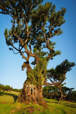 Centuries-old til trees in fantastic magical idyllic Fanal Laurisilva forest on sunset. Madeira island, Portugal clipart