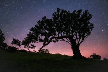 Yüzyıllar öncesinden kalma muhteşem büyülü Fanal Laurisilva ormanındaki ağaçlar yıldızlı gökyüzü ile birlikte. Madeira Adası, Portekiz