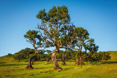 Günbatımında muhteşem büyülü Fanal Laurisilva ormanında yüzyıllar öncesinden kalma ağaçlar. Madeira Adası, Portekiz