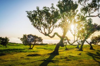 Centuries-old til trees in fantastic magical idyllic Fanal Laurisilva forest on sunset. Madeira island, Portugal clipart