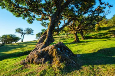 Centuries-old til trees in fantastic magical idyllic Fanal Laurisilva forest on sunset. Madeira island, Portugal clipart