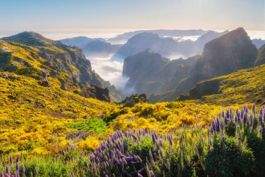 View from Pico do Arieiro of mountains over clouds with Pride of Madeira flowers and blooming Cytisus shrubs on sunset with sunburst. Madeira island, Portugal clipart