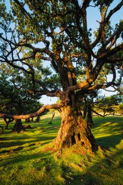 Günbatımında muhteşem büyülü Fanal Laurisilva ormanında yüzyıllar öncesinden kalma ağaçlar. Madeira Adası, Portekiz