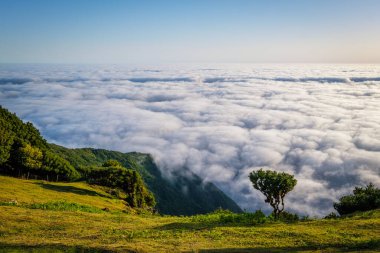 Yüzyıllar öncesinden kalma muhteşem büyülü Fanal Laurisilva ormanındaki ağaçlar gün doğumunda. Madeira Adası, Portekiz