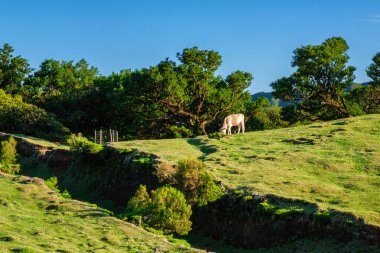 Fanal Laurisilva ormanında yüzyıllardır var olan muhteşem sihirli inekler. Madeira Adası, Portekiz