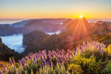 Pico do Arieiro 'dan Madeira' nın Gururu çiçekleriyle bulutların üzerindeki dağları ve gün batımında açan Cytisus çalılarını güneş ışığıyla izleyeceğiz. Madeira Adası, Portekiz