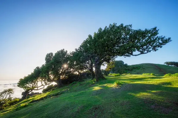 stock image Centuries-old til trees in fantastic magical idyllic Fanal Laurisilva forest on sunrise. Madeira island, Portugal