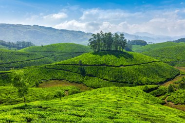 Çay tarlaları olan yeşil tepeler. Munnar, Kerala, Hindistan