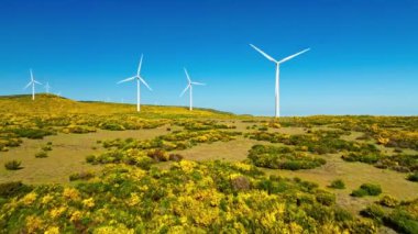 Portekiz 'de yeşil yenilenebilir alternatif enerji - Portekiz' in Madeira adasında rüzgar jeneratörü türbinleri Cytisus çiçek çalıları arasında elektrik rüzgârı çiftliği oluşturur. Dolly hareketine yaklaş.