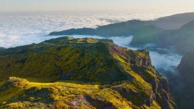 Pico do Arieiro 'daki bulutların üzerindeki hava manzarası gün batımında çiçek açan Cytisus çalılıklarıyla birlikte. Madeira Adası, Portekiz. Dolly yaklaşma hareketini başlat
