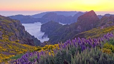 Pico do Arieiro 'dan Madeira' nın Gururu çiçekleri ve gün batımından sonra açan Cytisus çalıları ile dağların tepesindeki görüntüler. Madeira Adası, Portekiz