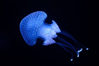 Biyolüminesans Denizanası Phyllorhiza punctata beyaz benekli denizanası yüzen çan, Avustralya benekli denizanası su altında ışıldıyor.