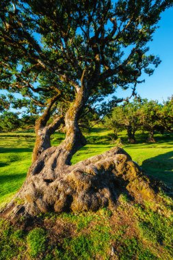 Günbatımında muhteşem büyülü Fanal Laurisilva ormanında yüzyıllar öncesinden kalma ağaçlar. Madeira Adası, Portekiz