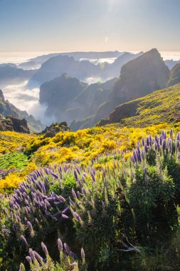 Pico do Arieiro 'dan Madeira' nın Gururu çiçekleriyle bulutların üzerindeki dağları ve gün batımında açan Cytisus çalılarını güneş ışığıyla izleyeceğiz. Madeira Adası, Portekiz