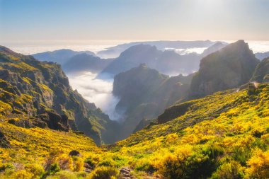 Pico do Arieiro 'dan gün batımında çiçek açan Cytisus çalılarıyla birlikte bulutların üzerinden günbatımına doğru. Madeira Adası, Portekiz