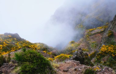 Sis ve bulutlarla kaplı Cytisus çalılarıyla kaplı bir dağ. Pico de Arieiro yakınlarında, Madeira adası, Portekiz