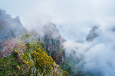 Sis ve bulutlarla kaplı Cytisus çalılarıyla kaplı bir dağ. Pico de Arieiro yakınlarında, Madeira adası, Portekiz