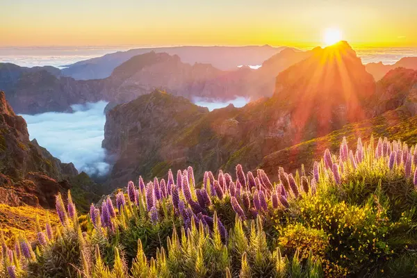 stock image View from Pico do Arieiro of mountains over clouds with Pride of Madeira flowers and blooming Cytisus shrubs on sunset with sunburst. Madeira island, Portugal