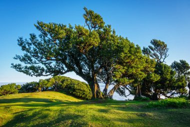Yüzyıllar öncesinden kalma muhteşem büyülü Fanal Laurisilva ormanındaki ağaçlar gün doğumunda. Madeira Adası, Portekiz