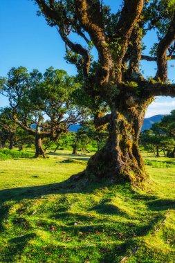Günbatımında muhteşem büyülü Fanal Laurisilva ormanında yüzyıllar öncesinden kalma ağaçlar. Madeira Adası, Portekiz