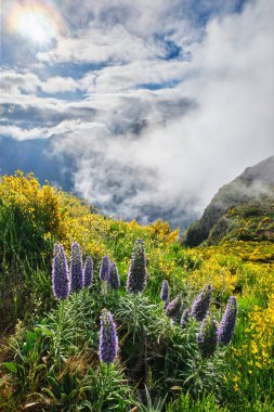 Madeira 'nın çiçekli manzarası Madeira' nın gururu ve çiçek açan Cytisus çalıları ve bulutlardaki dağlar. Miradouros do Paredao, Madeira Adası, Portekiz
