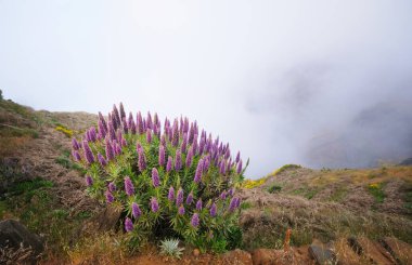 Pico do Arieiro yakınlarındaki dağları Madeira 'nın Gururu çiçekleri ve çiçek açan Cytisus çalıları ile bulutların arasında görün. Madeira Adası, Portekiz
