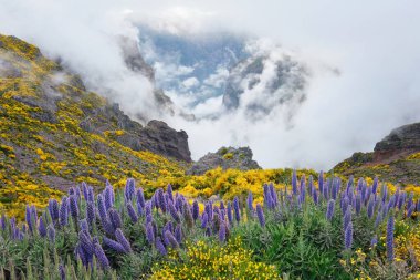 Pico do Arieiro 'dan Madeira' nın Gururu çiçekleri ve çiçek açan Cytisus çalıları ile bulutlardaki dağların görüntüsü. Madeira Adası, Portekiz