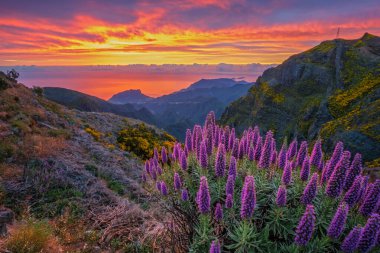 View near Pico do Arieiro of mountains over clouds with Pride of Madeira flowers and blooming Cytisus shrubs on sunrise with colorful sky. Madeira island, Portugal clipart