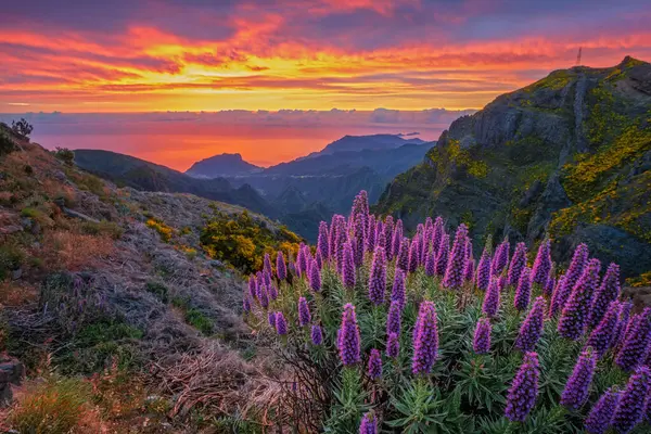 stock image View near Pico do Arieiro of mountains over clouds with Pride of Madeira flowers and blooming Cytisus shrubs on sunrise with colorful sky. Madeira island, Portugal