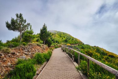 Madeira turizmi - çiçek açan Cytisus çalıları, Portekiz ve bulutlardaki dağlar içinde yürüyüş yolu. Miradouros do Paredao, Madeira Adası, Portekiz